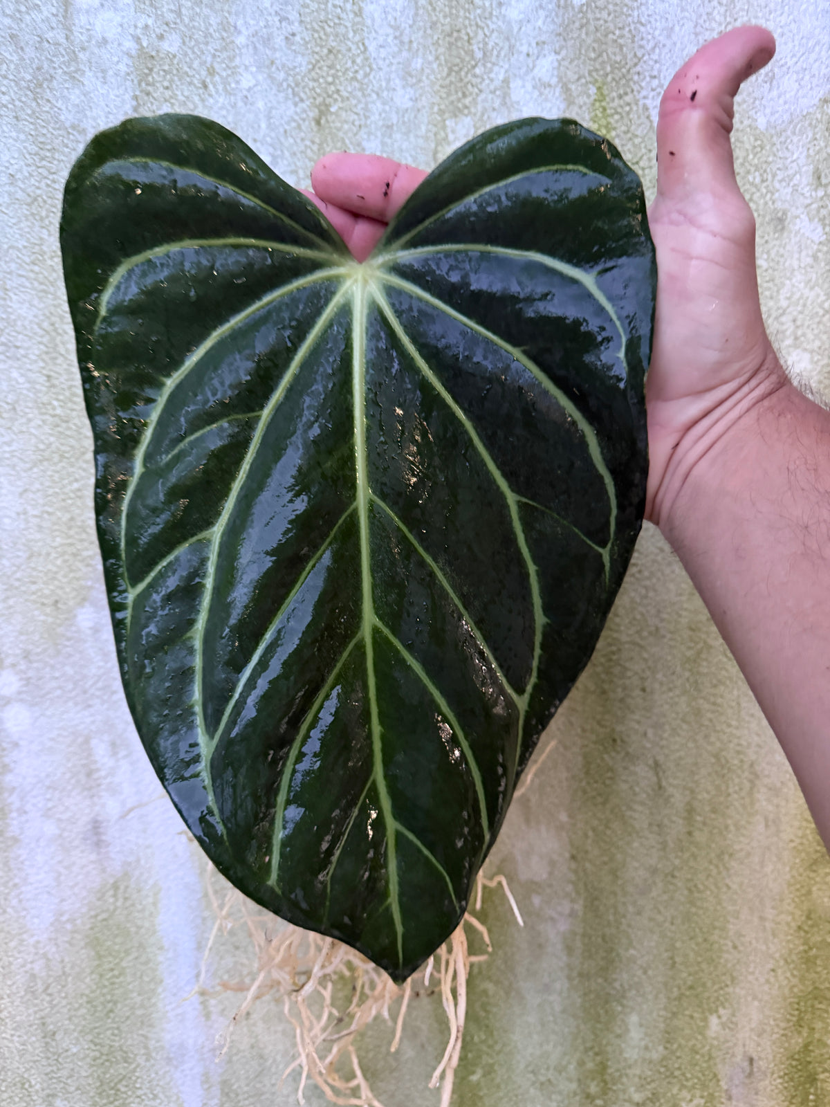 0005 Anthurium carla 'PM3' x (carla x debile) Wide Sinus