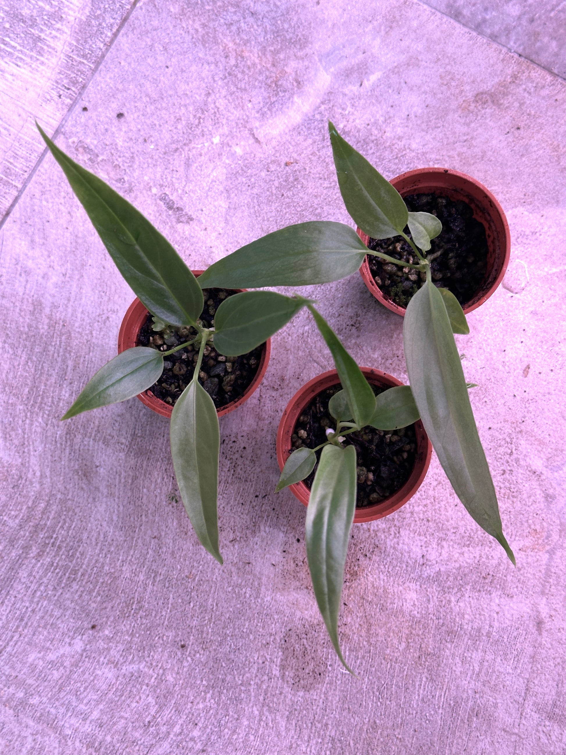 spectabile anthurium Anthurium pseudospectabile – understoryoasis