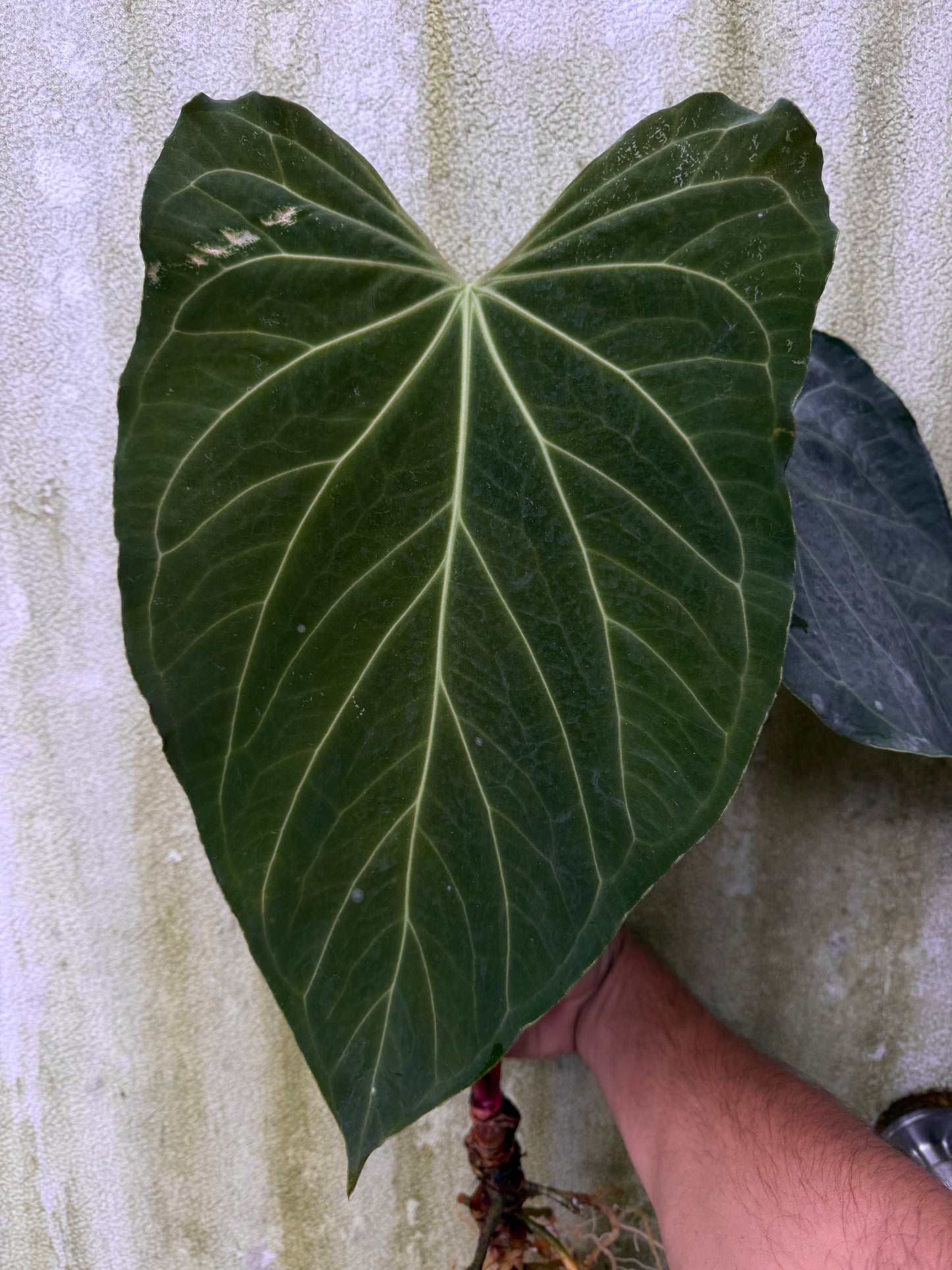 0006 Anthurium Nov DF x Stripey Mag