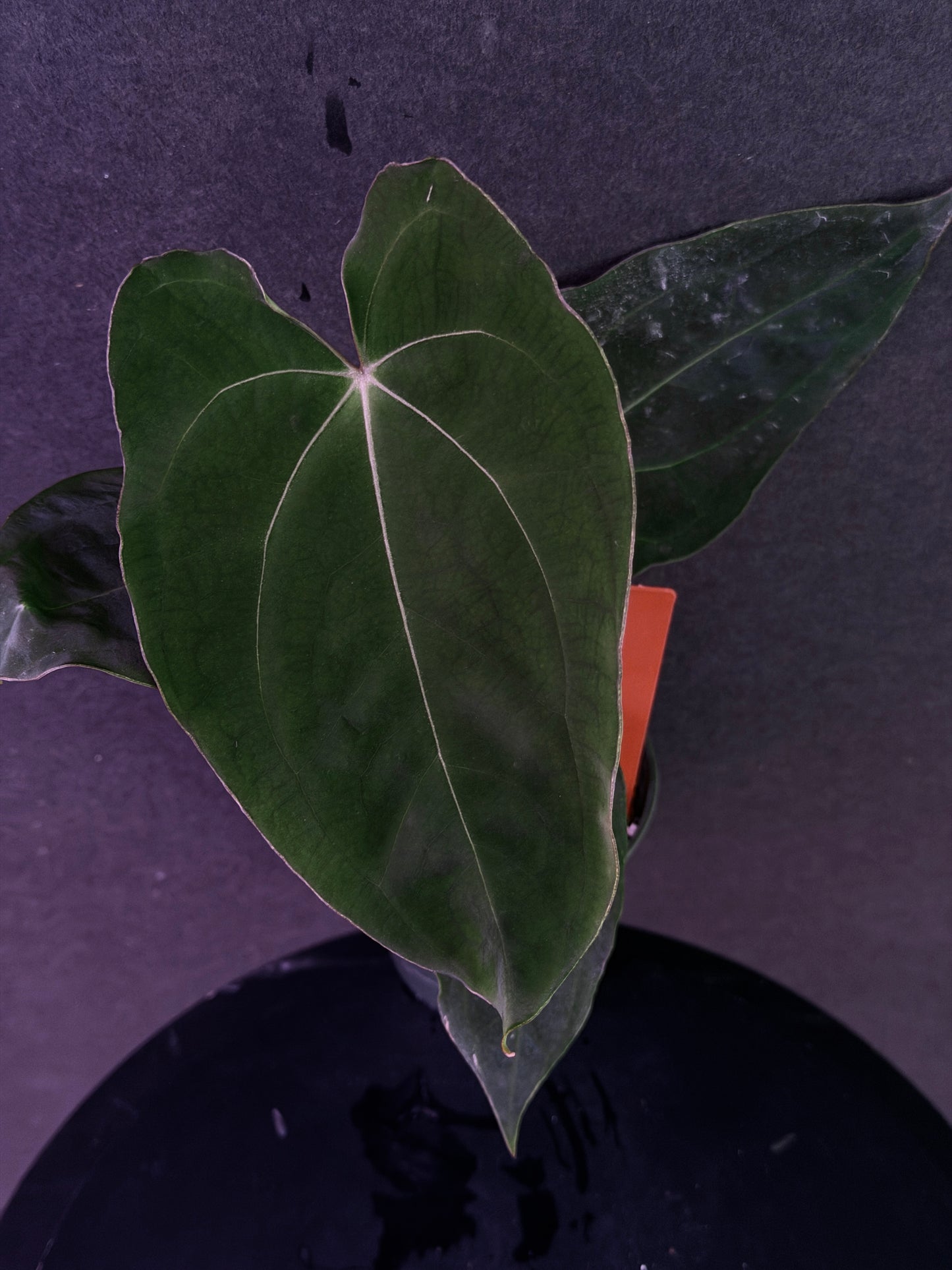 Anthurium (Stripey Mag x carla) #1 x (BVEP X Stripey Mag) (Exact Seedlings)