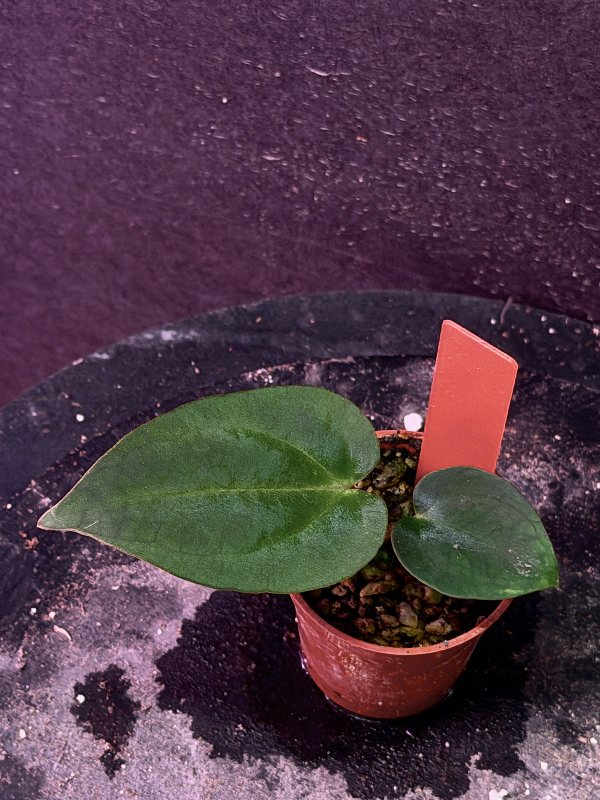 Anthurium Stripey X1 x carla PM16A