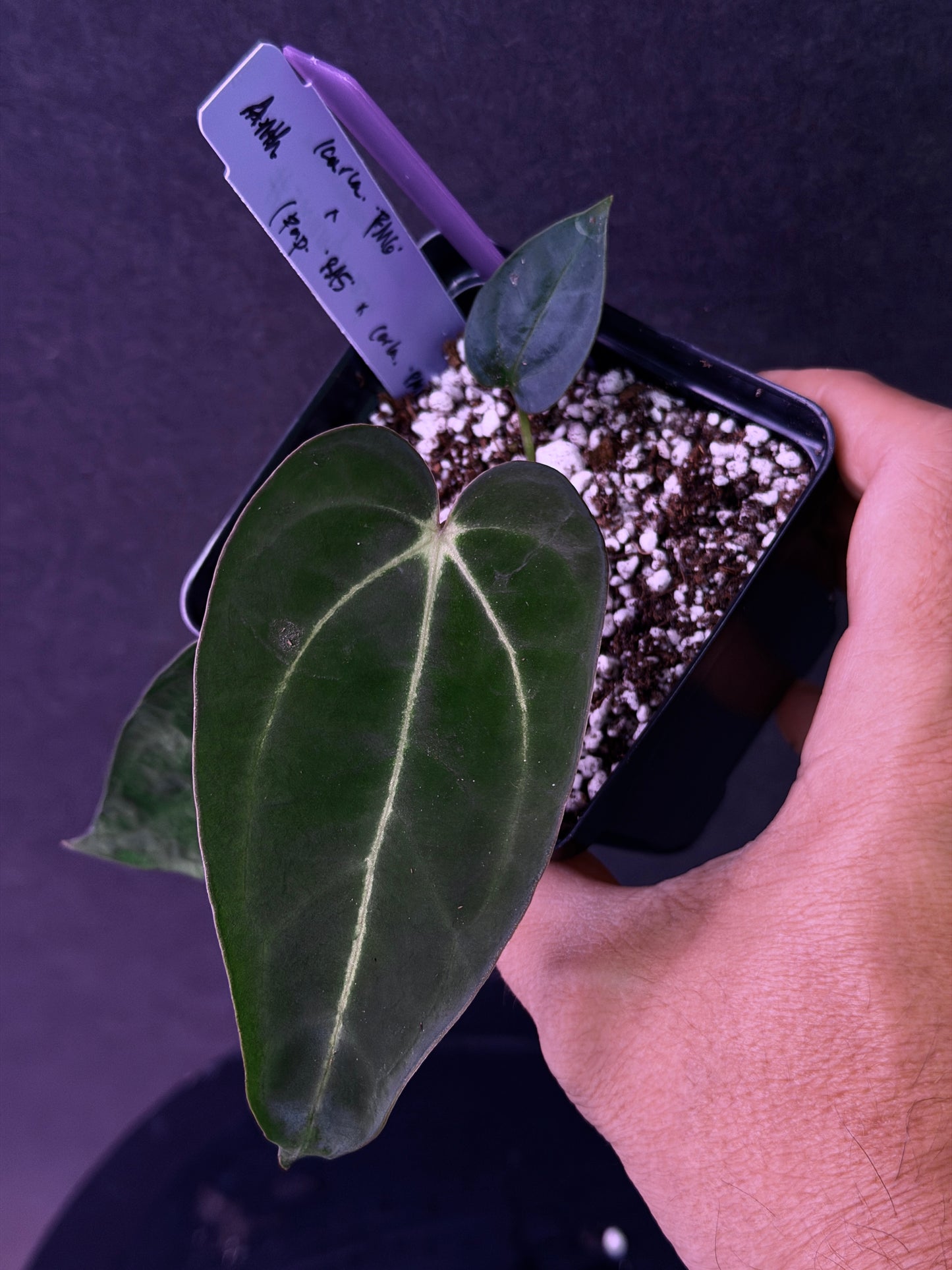 Anthurium carlablackiae 'PM6' x (papillilaminum 'RA5' x carlablackiae)