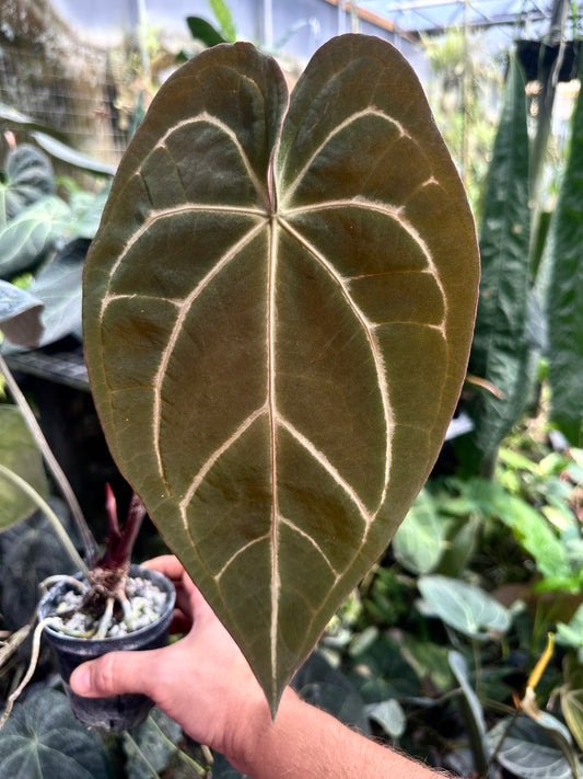 Anthurium (Stripey Mag x carla.) x Stripey X1(Leafless 2)