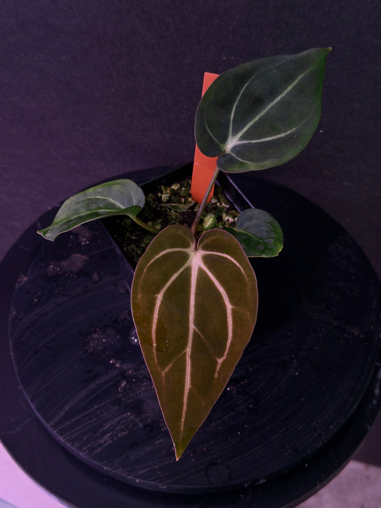 Anthurium carlablackiae 'PM1' x 'PM6' f2 Mosquito Batch
