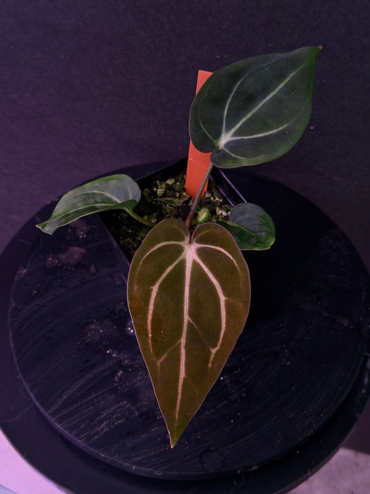 Anthurium carlablackiae 'PM1' x 'PM6' f2 Mosquito Batch