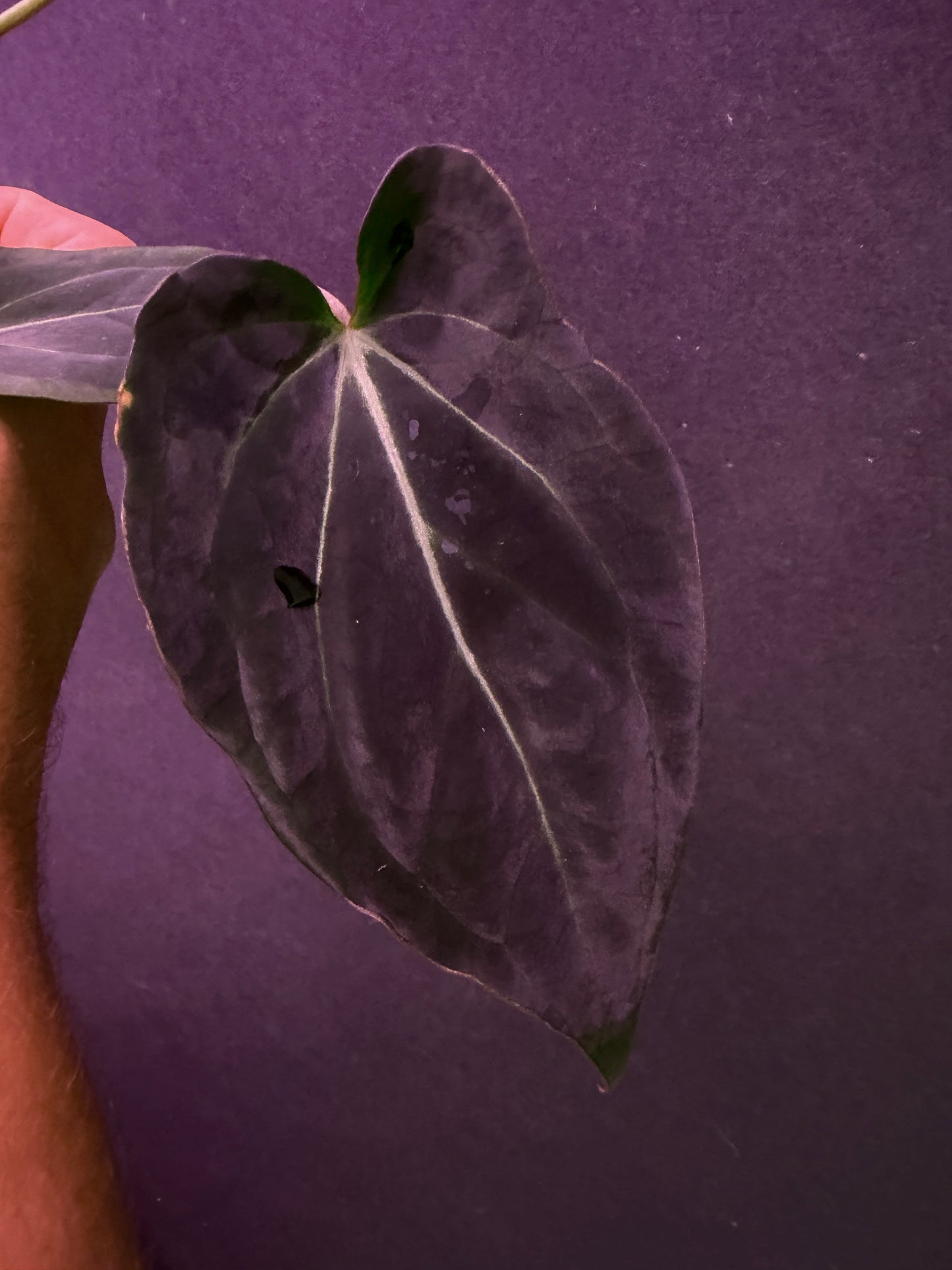 Anthurium Stripey X2 x bess aff 'Spider'  Premium Select Elite Mega-Prestige