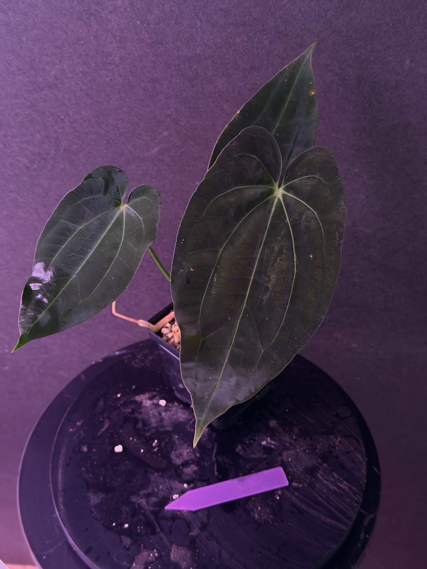 Anthurium (Stripey Mag x carla) #1 x (BVEP X Stripey Mag) (Exact Seedlings)