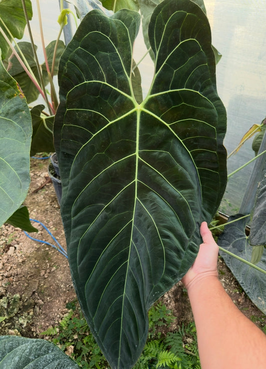 Anthurium regale x pap. "Narrow"(Leafless)