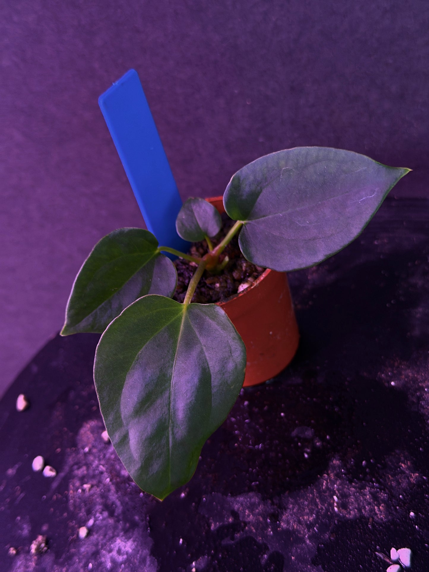 Anthurium (Nov DF x carla)  x  (BVEP x port. 'Dorito') "Dark Knight"