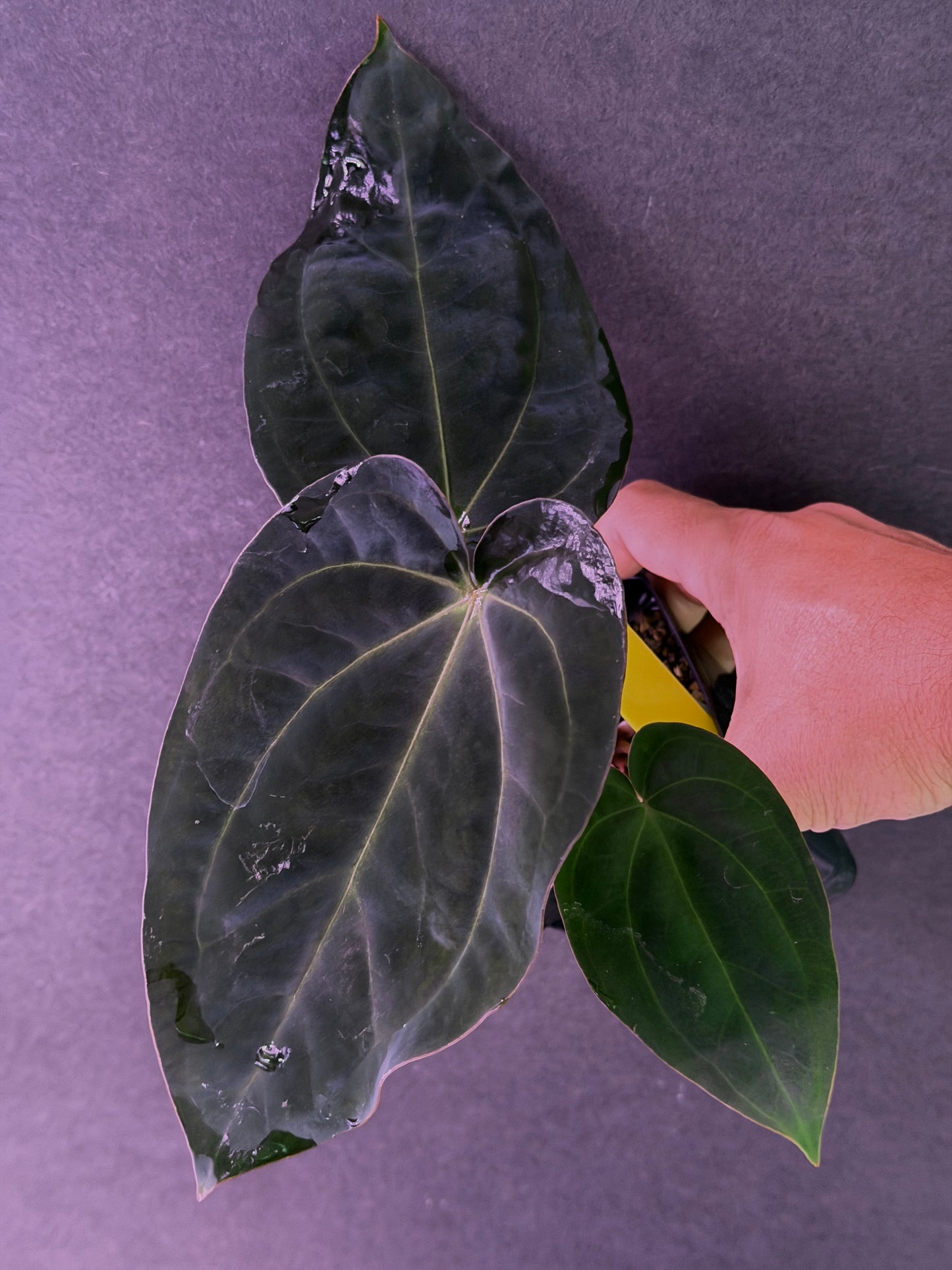 Anthurium (Stripey Mag x carla) #1 x (BVEP X Stripey Mag) (Exact Seedlings)