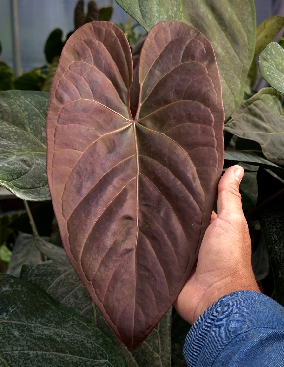 Anthurium Big Black Block x (BBB x sp. Napo)