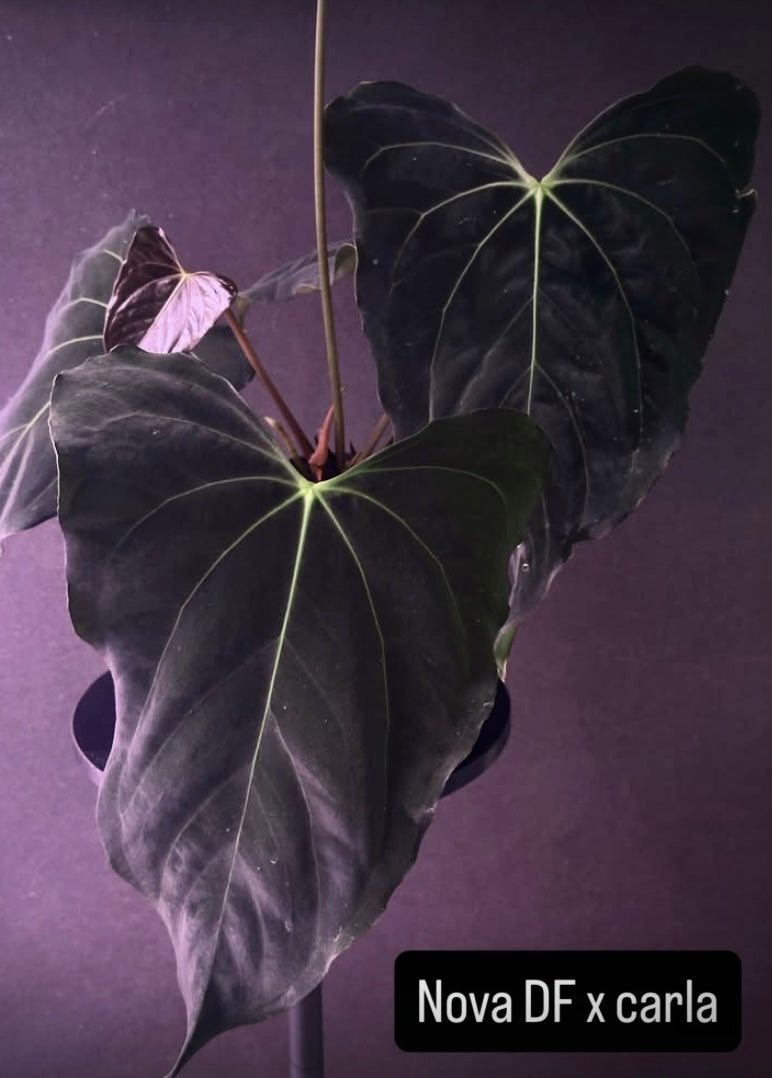 Anthurium (Nov DF x carla)  x  (BVEP x port. 'Dorito') "Dark Knight"