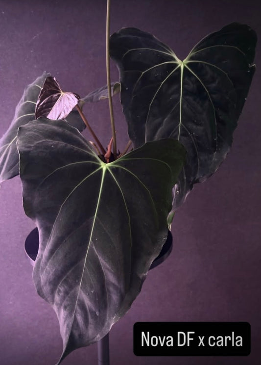 Anthurium (Nov DF x carla)  x  (BVEP x port. 'Dorito') "Dark Knight"