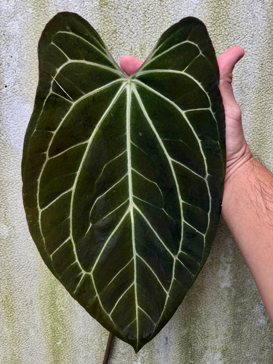 0001 Anthurium (mag x carla) x (Enid's Bench x bess aff) (Leafless cataphyll)