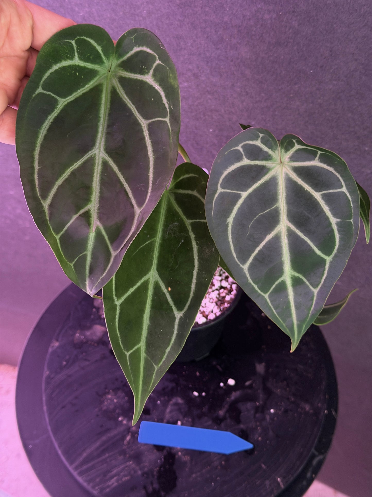 Anthurium FTG Crystal (S1) x (Stripey Mag x self)#2