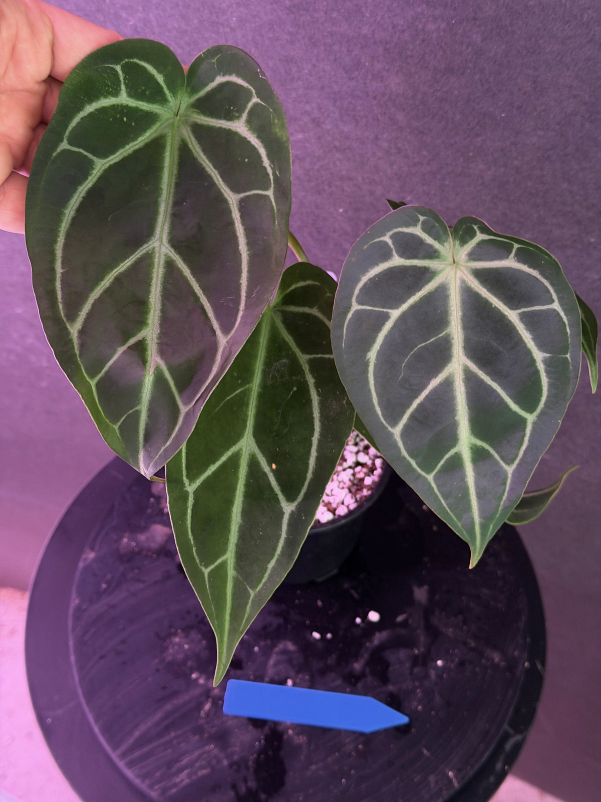 Anthurium FTG Crystal (S1) x (Stripey Mag x self)#2 – understoryoasis