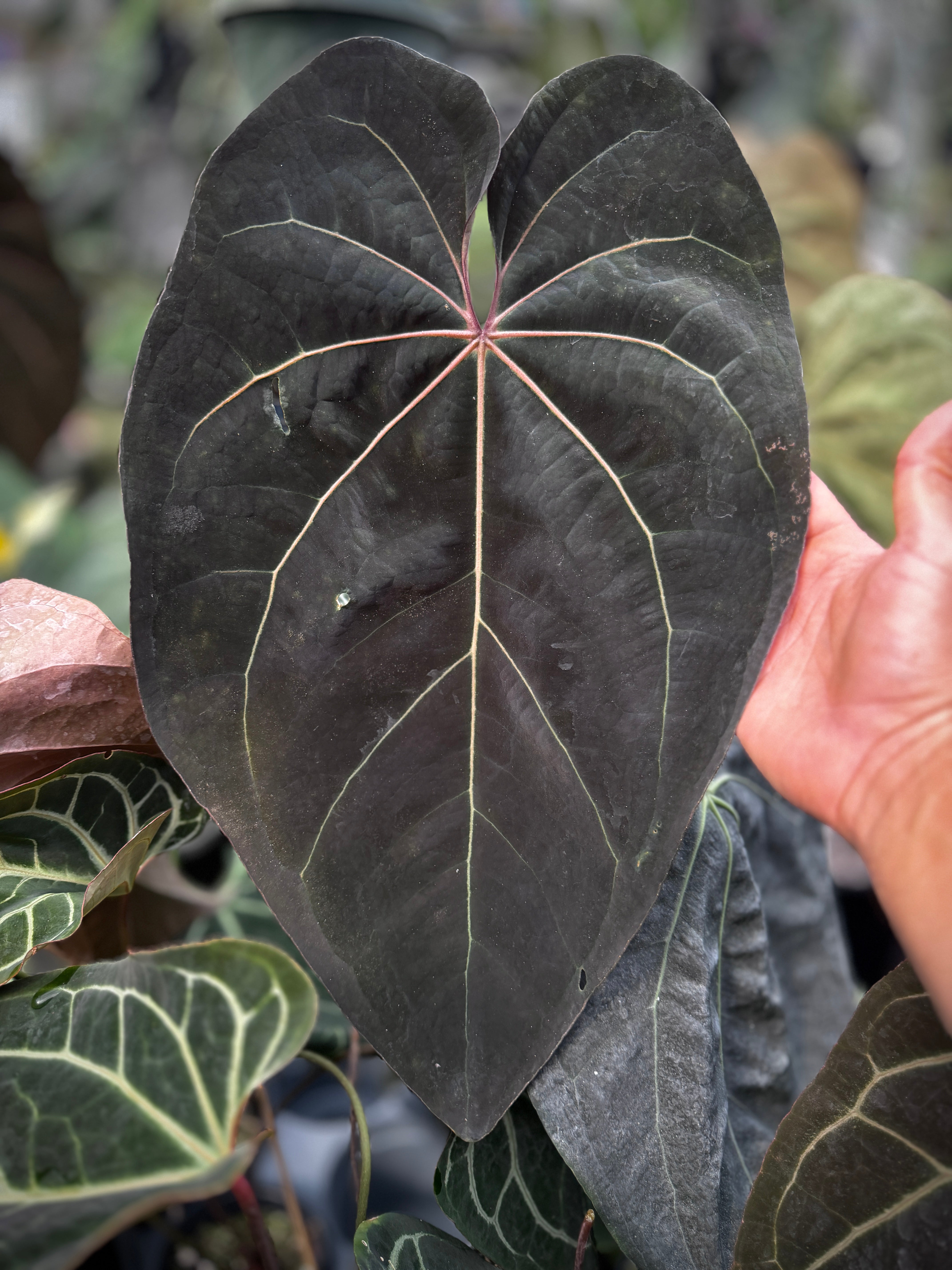 Anthurium (Ace x (Stripey Mag x carlablackiae)) x (besseae aff x