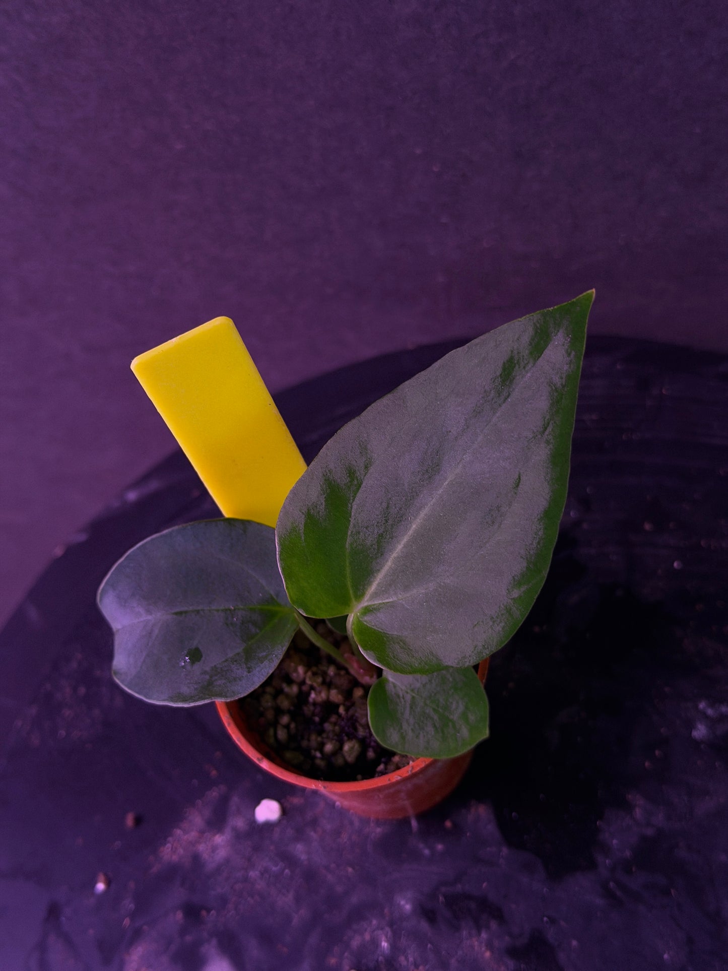 Anthurium (Nov DF x carla)  x  (BVEP x port. 'Dorito') "Dark Knight"