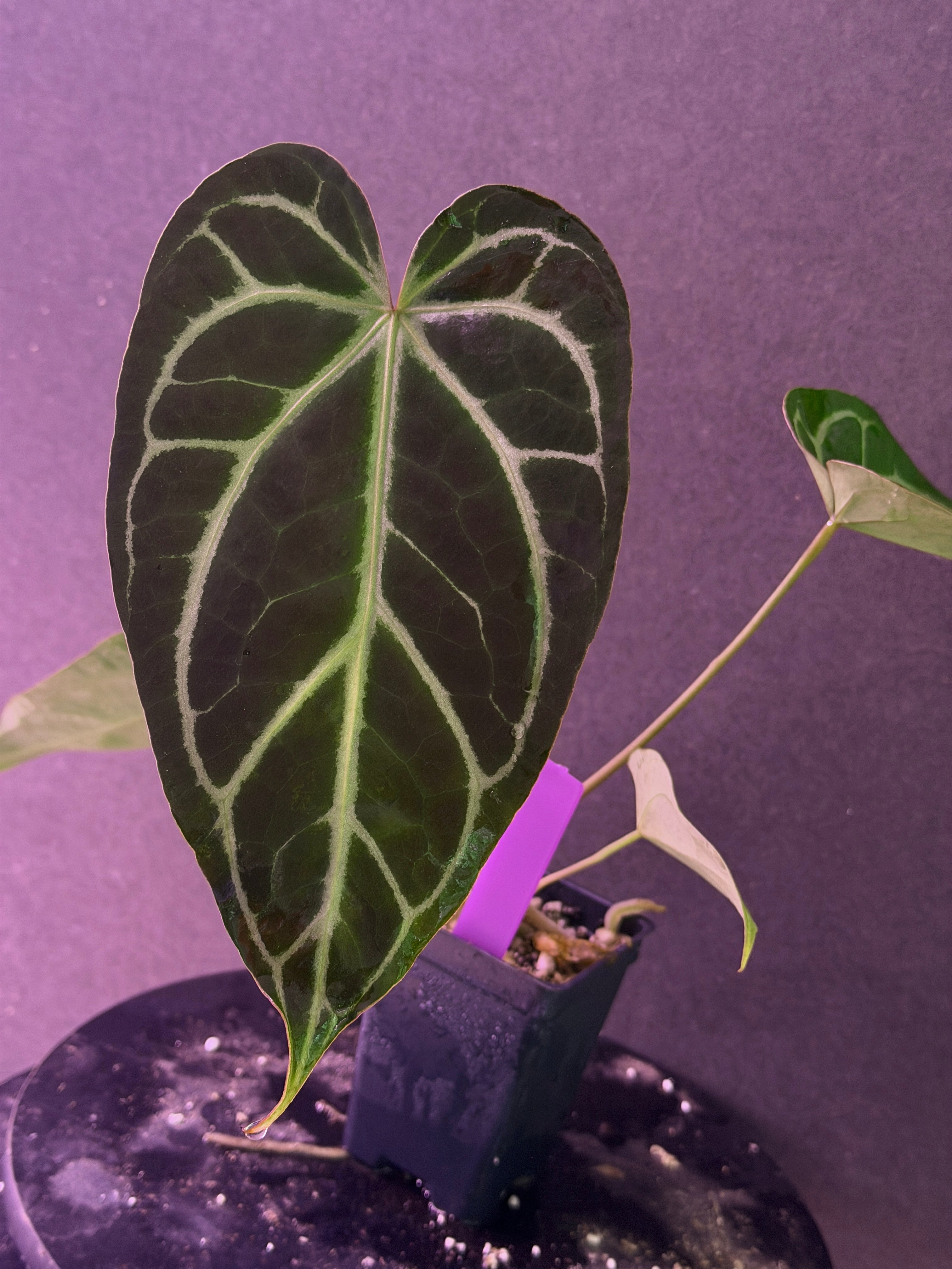 Anthurium FTG Crystal (S1) x (Stripey Mag x self)#2 – understoryoasis