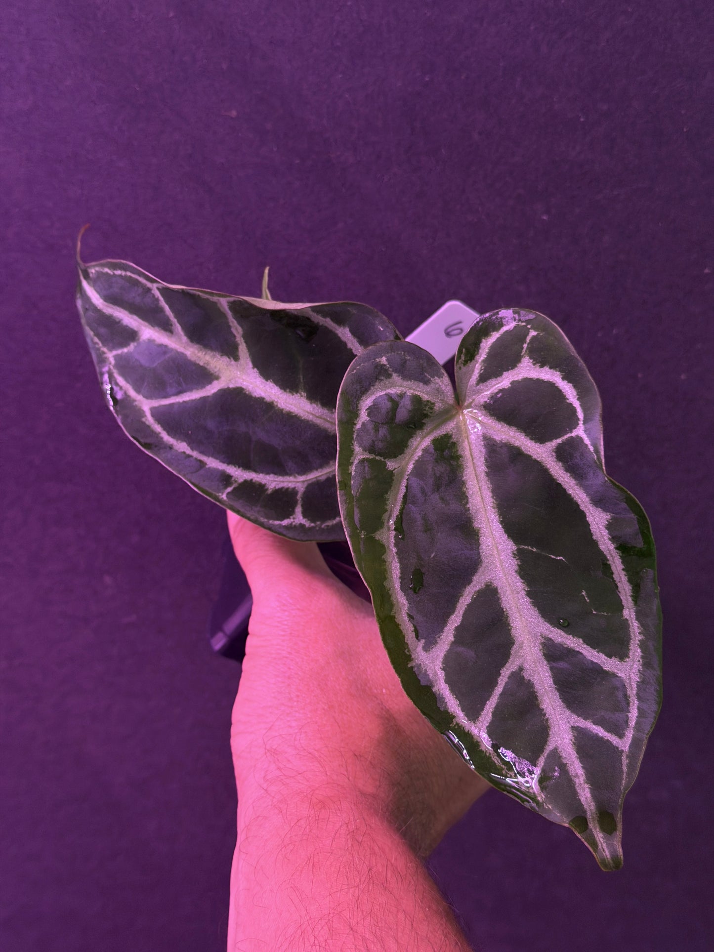 Anthurium FTG Crystal (S1) x SKG Silver