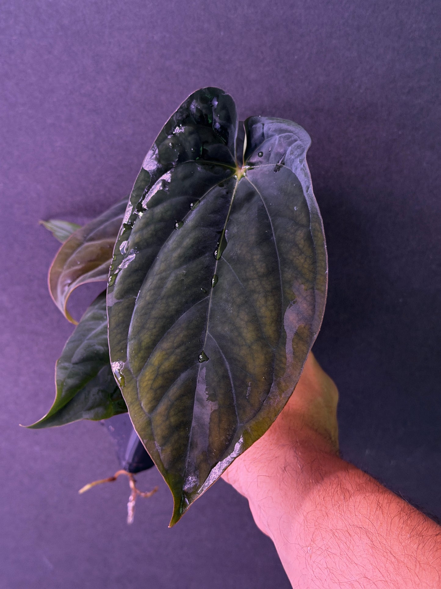 Anthurium antolakii(BVEP) 'Swamp Raisin' x 'Yard'