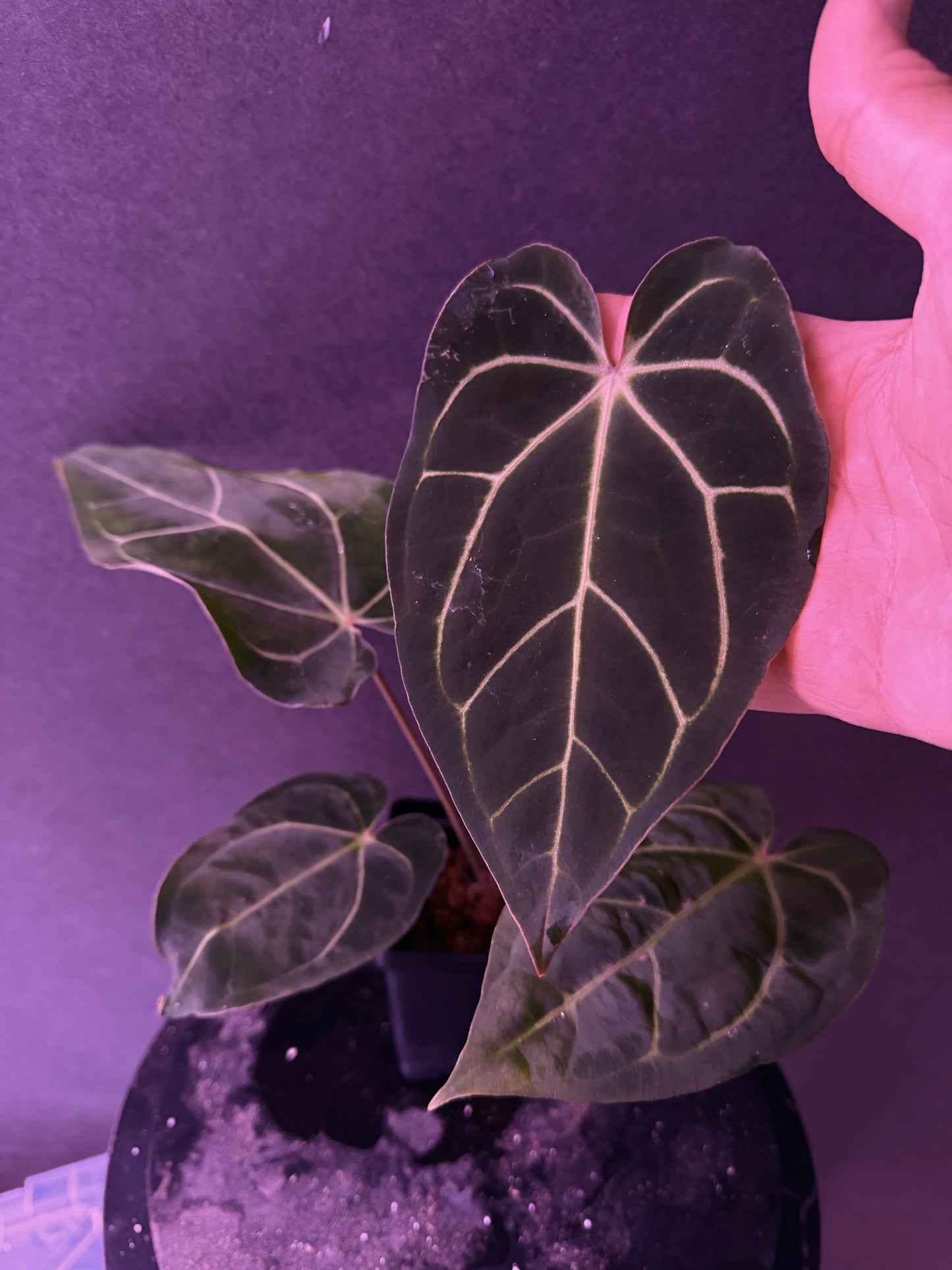 Anthurium (carla x Enid's Bench) "A"
