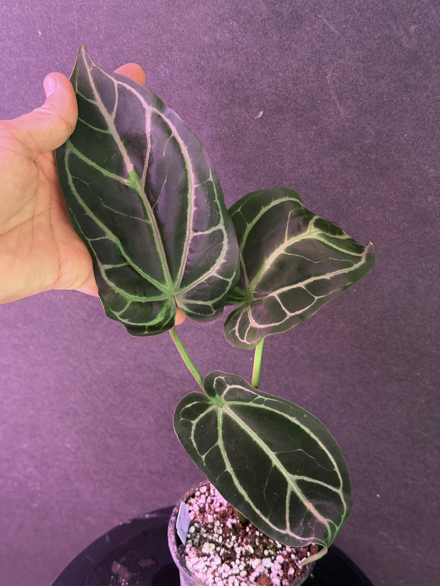 Anthurium FTG Crystal (S1) x (Stripey Mag x self)#2