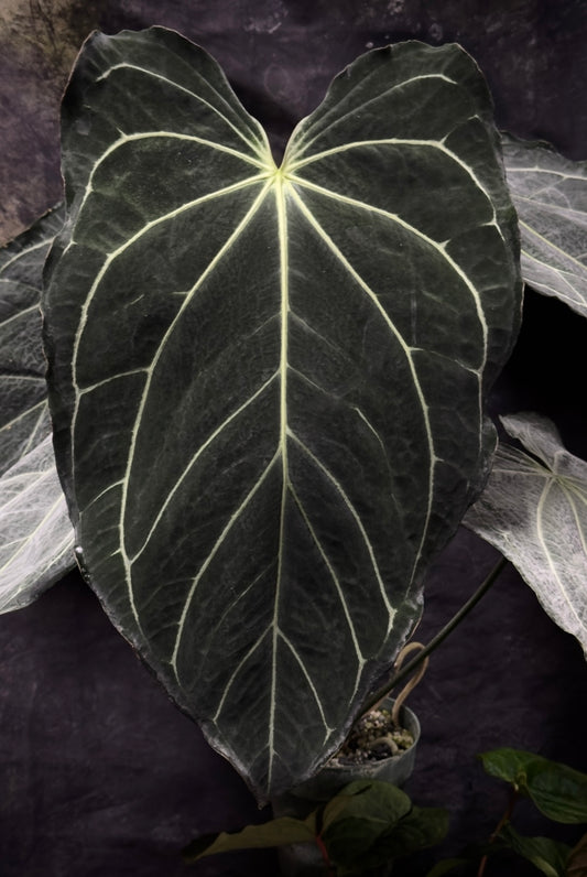 Anthurium magnificum x carlablackiae