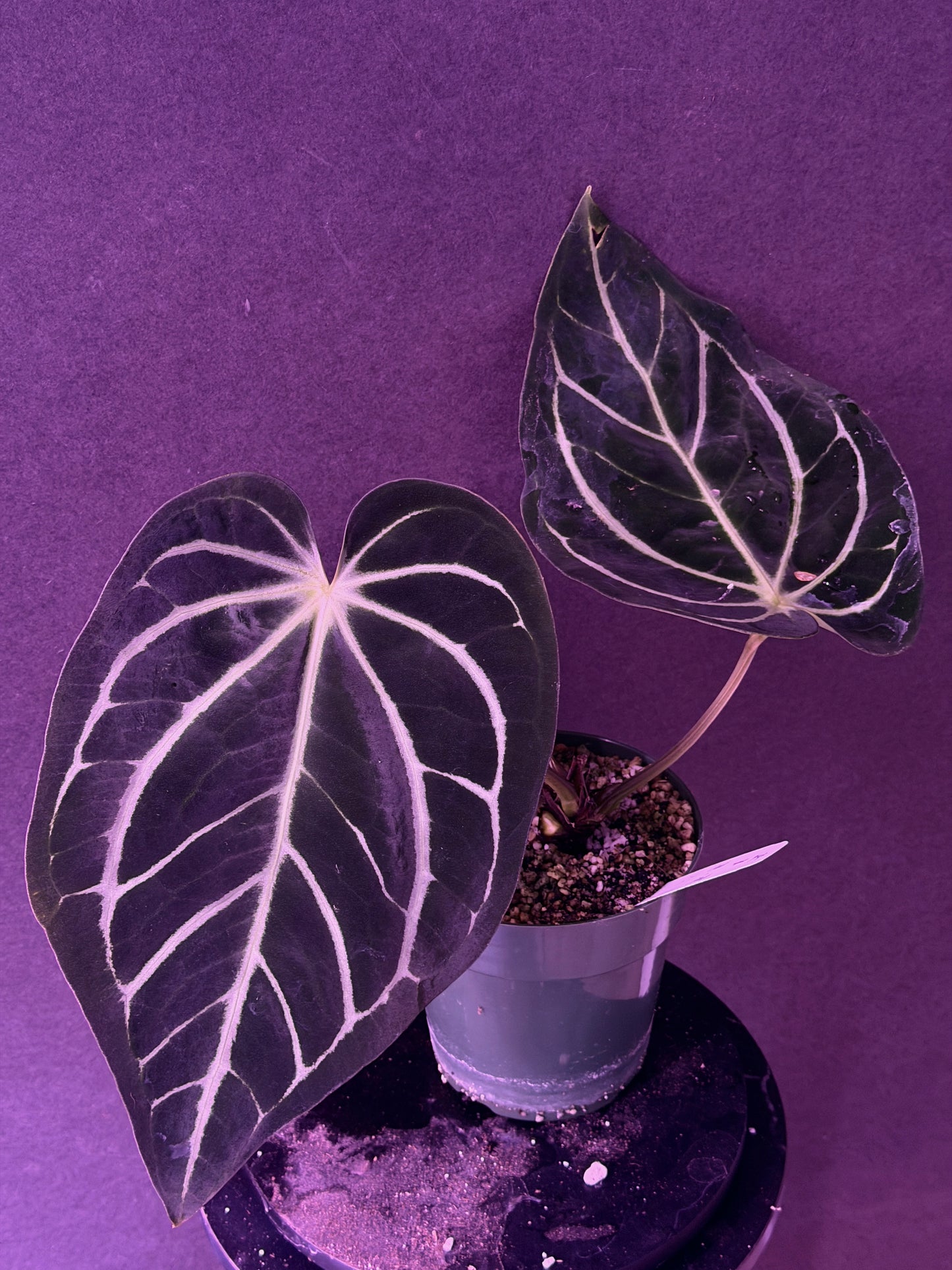 Anthurium carla PM1 x PM6 white tag