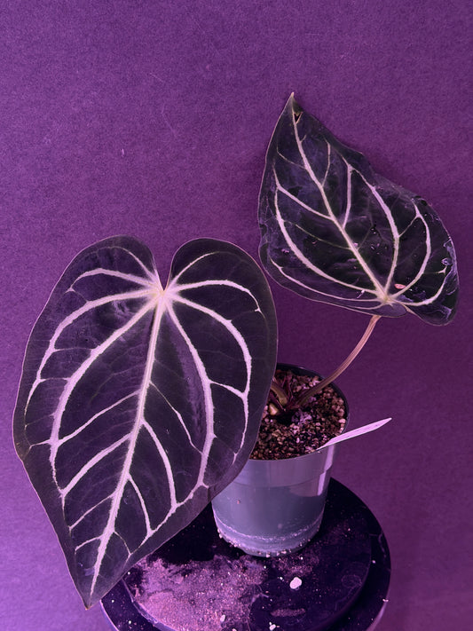 Anthurium carla PM1 x PM6 white tag