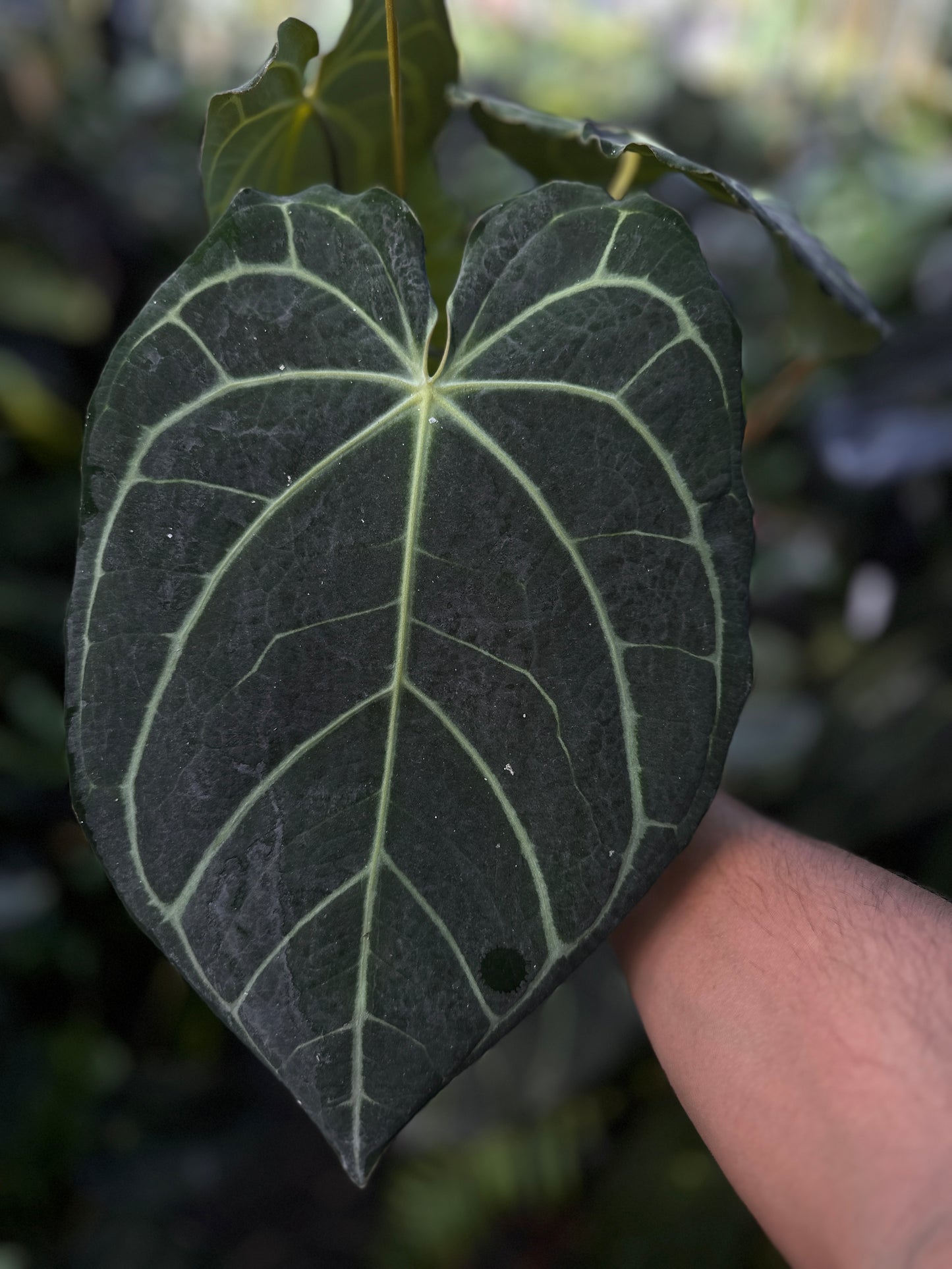 Anthurium carlablackiae 'Yard' x Enid's Bench (Leafless 5)
