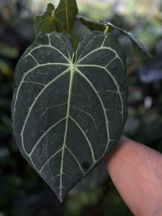 Anthurium carlablackiae 'Yard' x Enid's Bench (Leafless 5)