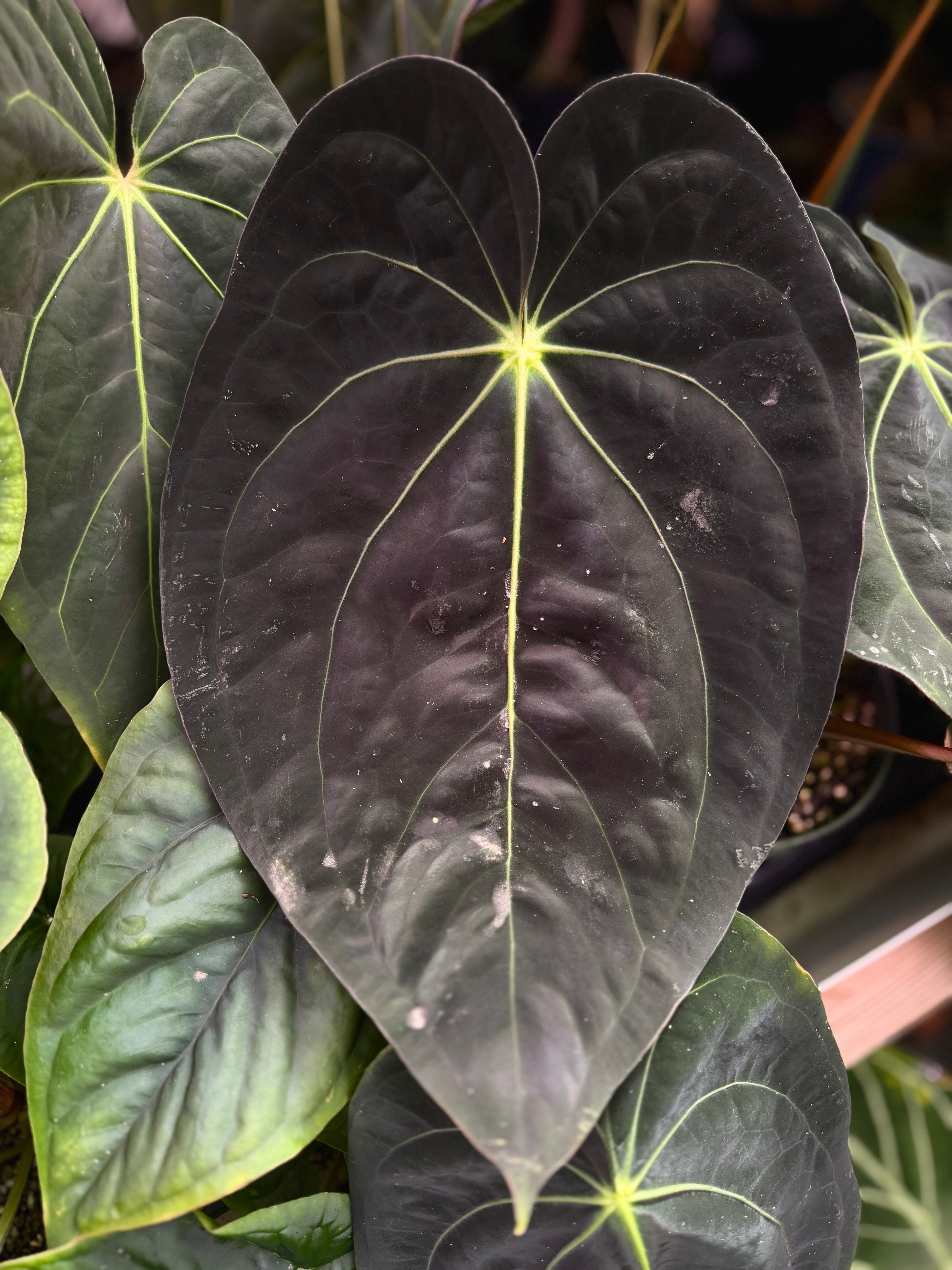 Anthurium carlablackiae 'PM6' x (papillilaminum 'RA5' x
