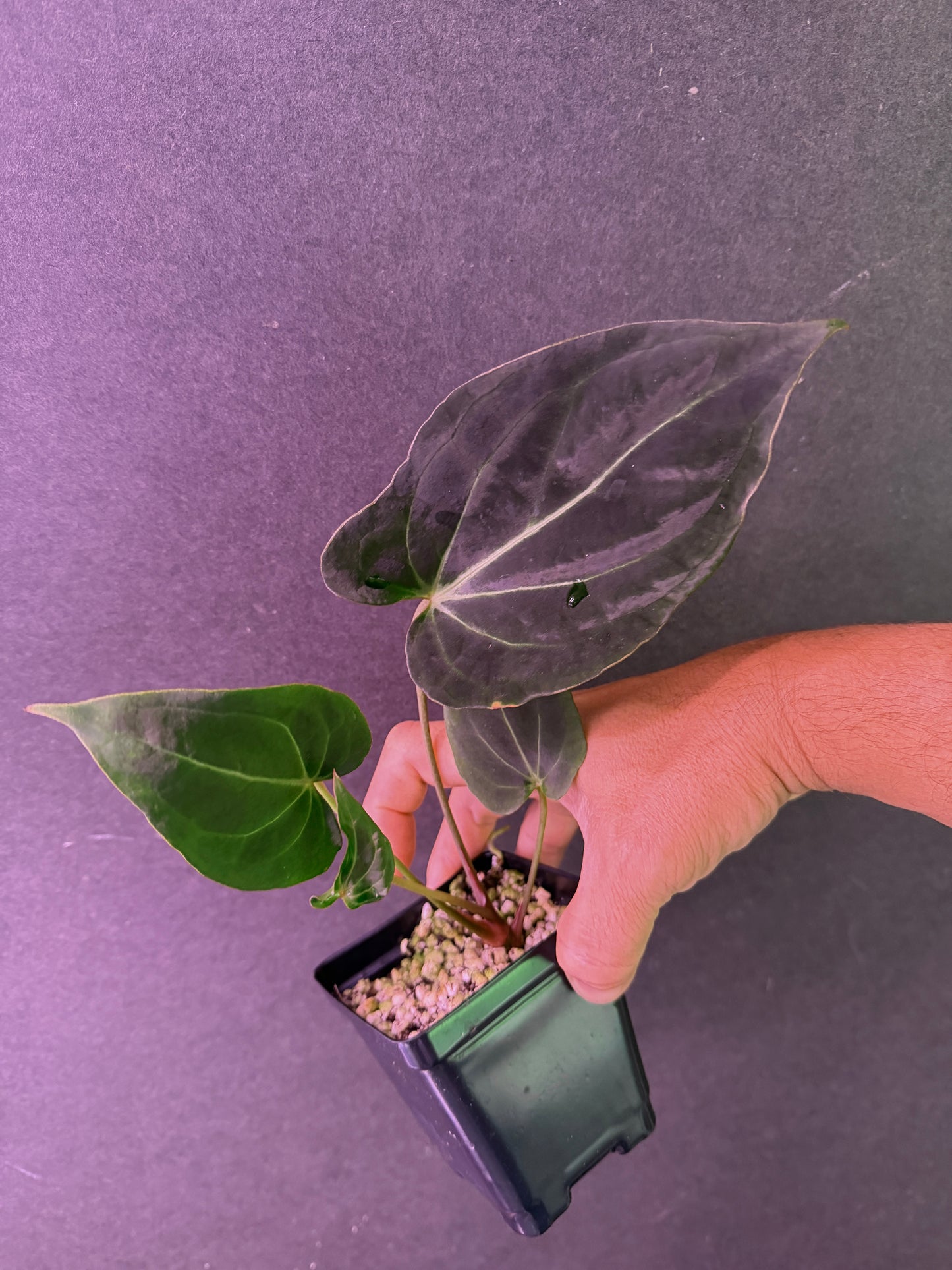 Anthurium Stripey X2 x bess aff 'Spider'  Premium Select Elite Mega-Prestige