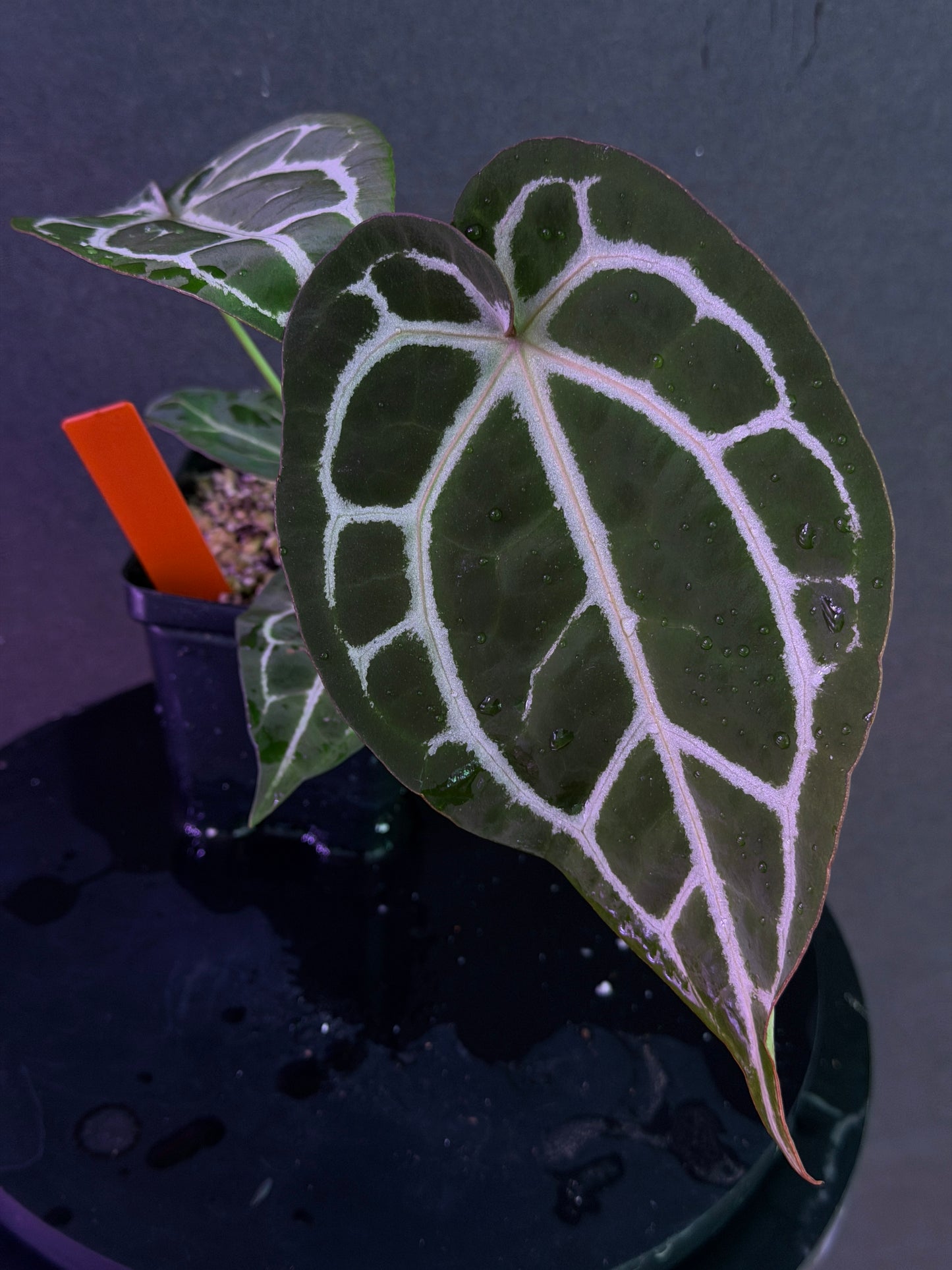 Anthurium Red Crystal 'PM1' x (SKG Silver x Stripey X1)