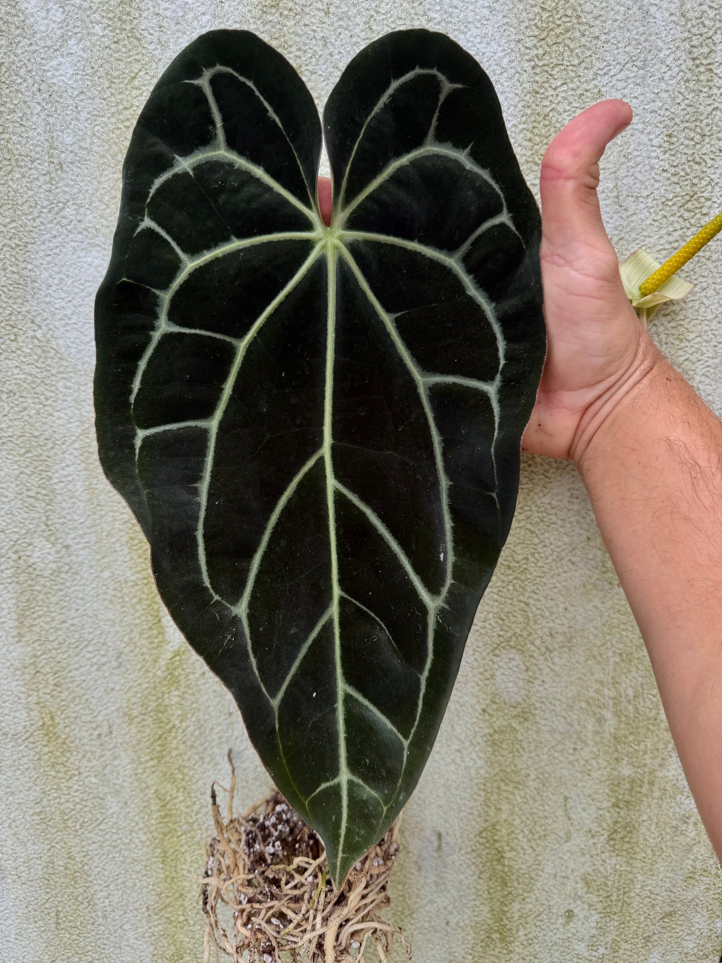0018 Anth. [(Stripey Mag x carla) x (carla x pap)] x (Stripey Mag x carla) (Leafless cataphyll sized)