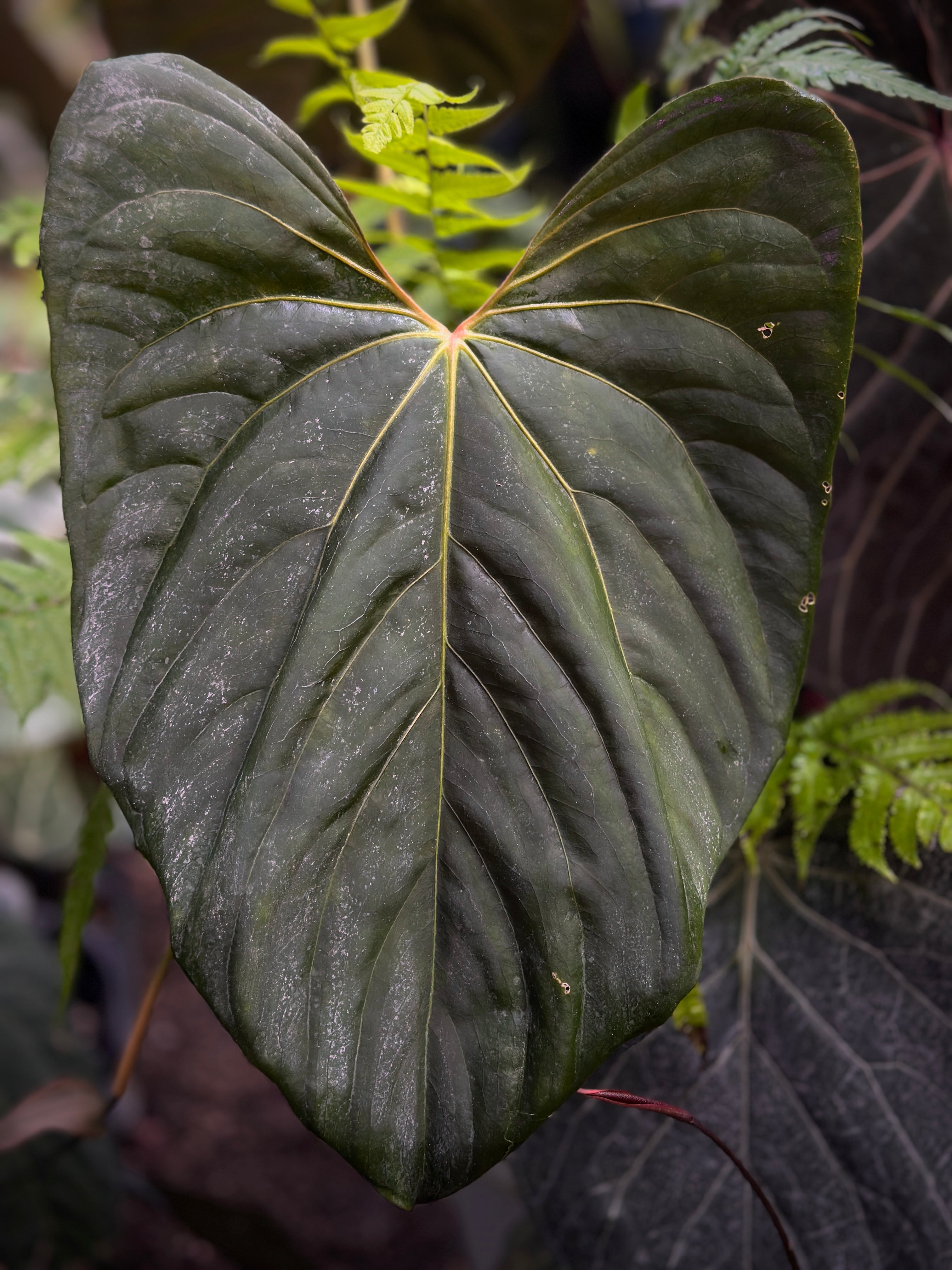 Anthurium Hybrids – understoryoasis