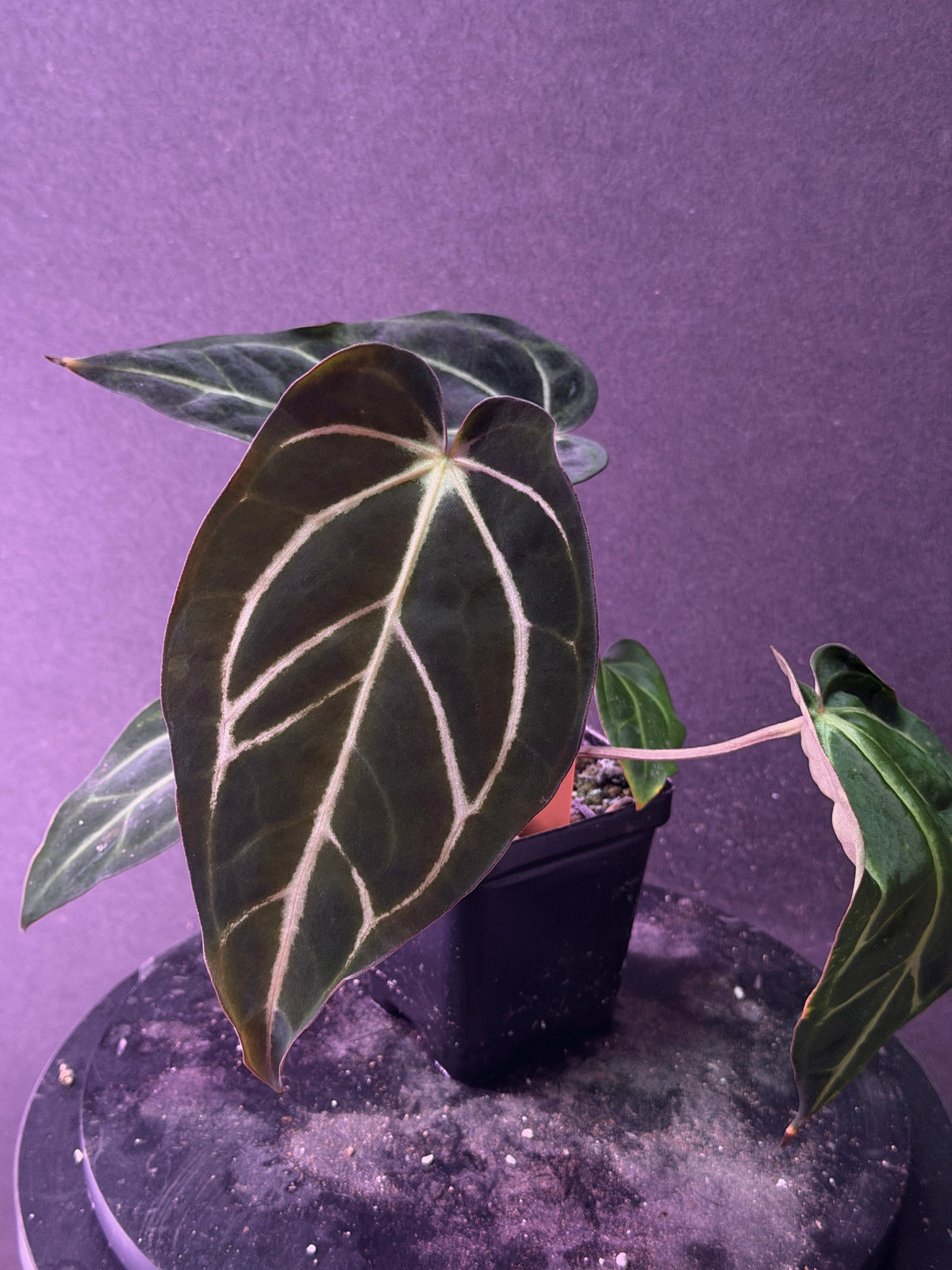 Anthurium carlablackiae 'PM1' x 'PM6' f2 Mosquito Batch