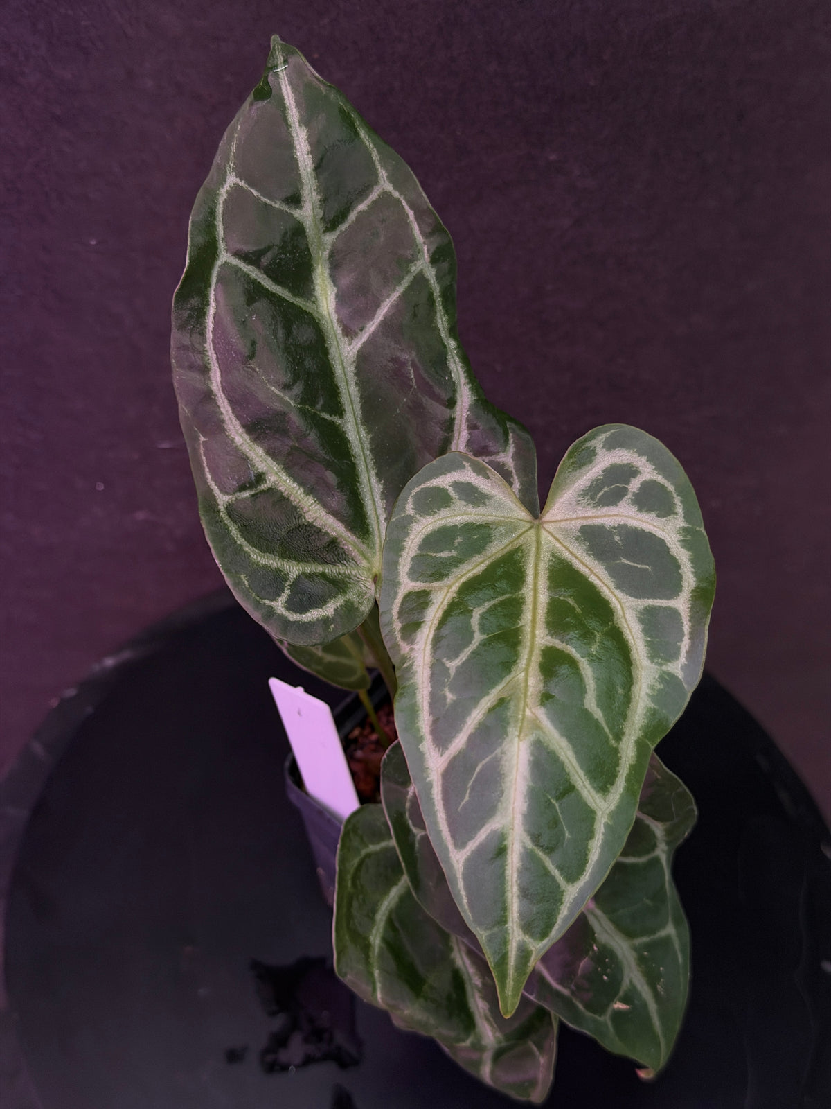 Anthurium FTG Crystal (S1) x SKG Silver