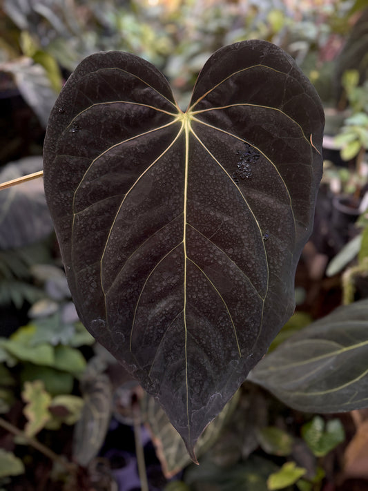 Anthurium ((BVEP x Stripey Mag) x carla) "1" x "2"