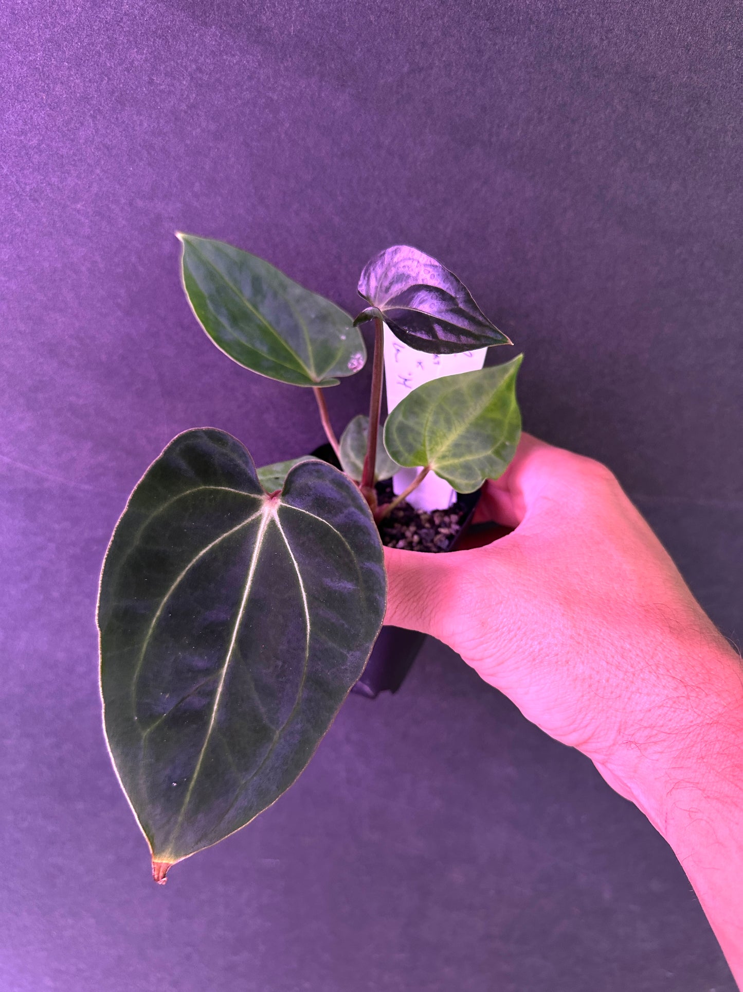 Anthurium besseae af 'Narrow' x carlablackiae 'H'