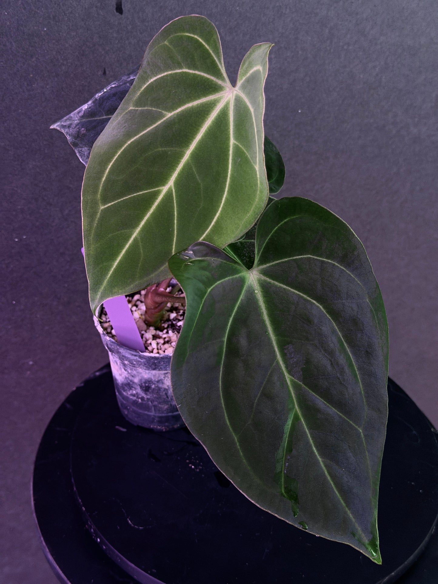 Anthurium (Stripey Mag x carla) #1 x (BVEP X Stripey Mag) (Exact Seedlings)