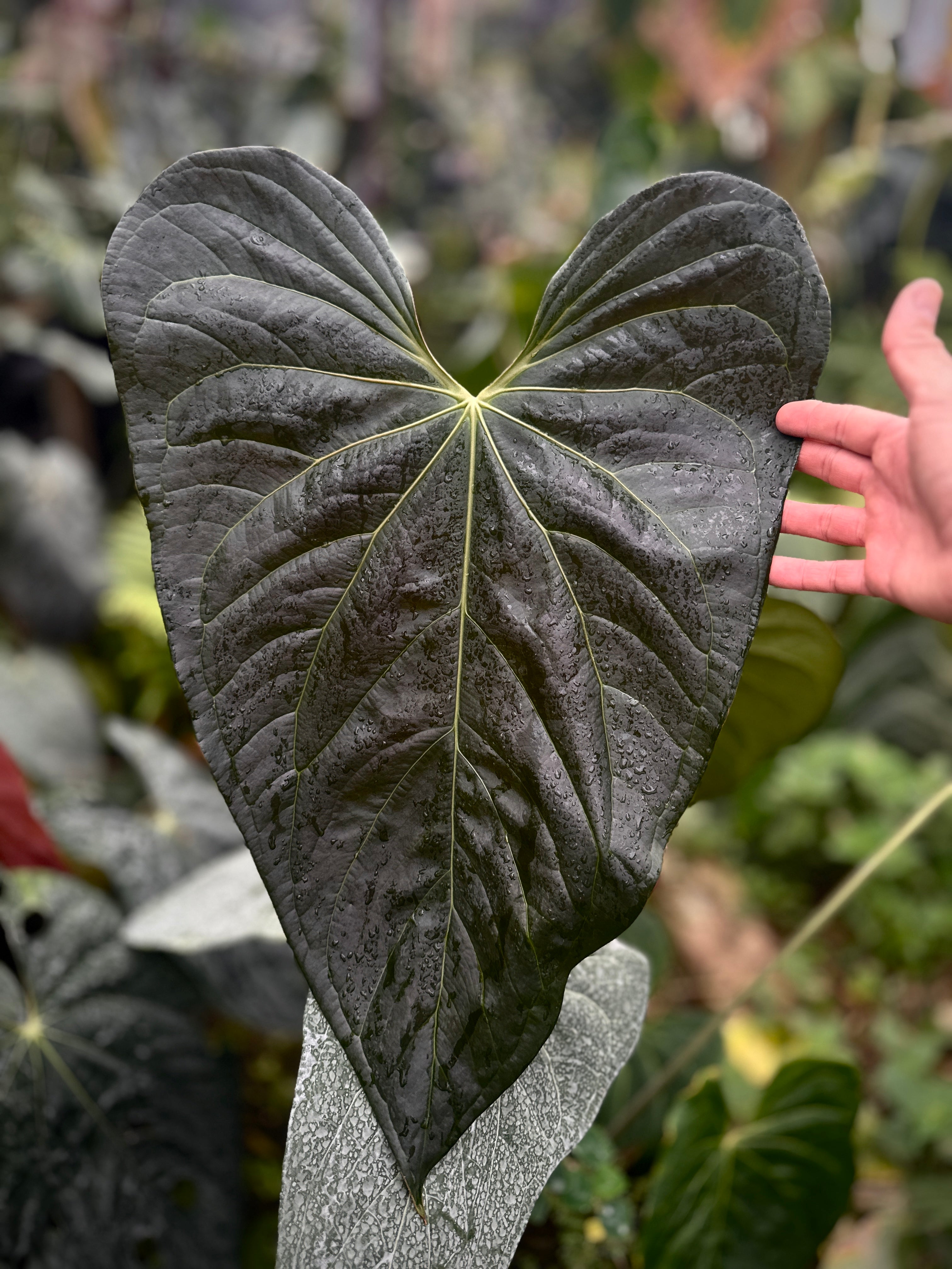 Anthurium Hybrids – understoryoasis