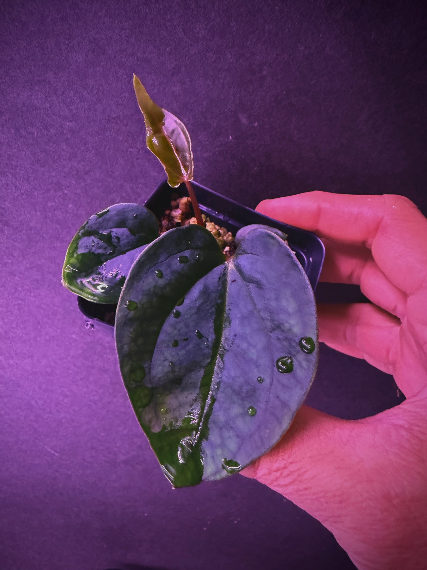 Anthurium (Ace x (Stripey Mag x carlablackiae)) x (besseae aff x Ace)