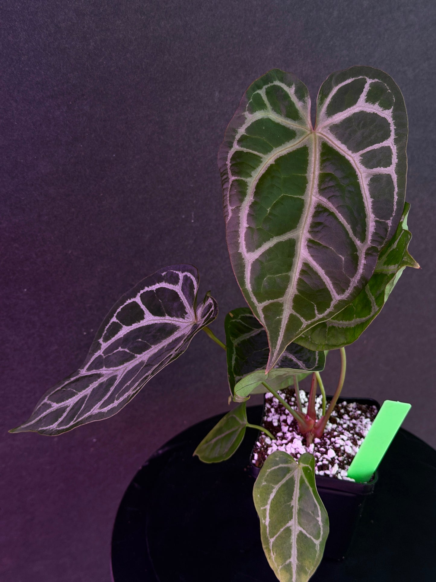 Anthurium FTG Crystal (S1) x SKG Silver