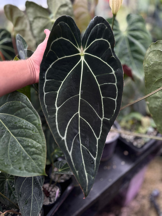 Anthurium (Stripey Mag x carla.) "Narrow" x (Black Widow x Michelle) "PM1"