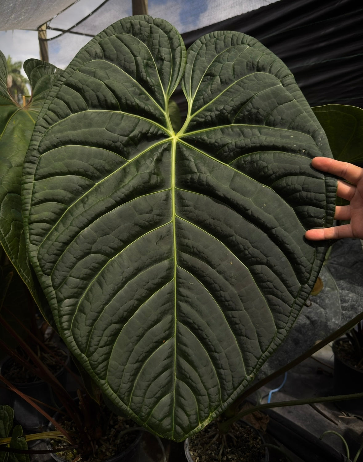 Anthurium Big Black Block x (regale x lux)