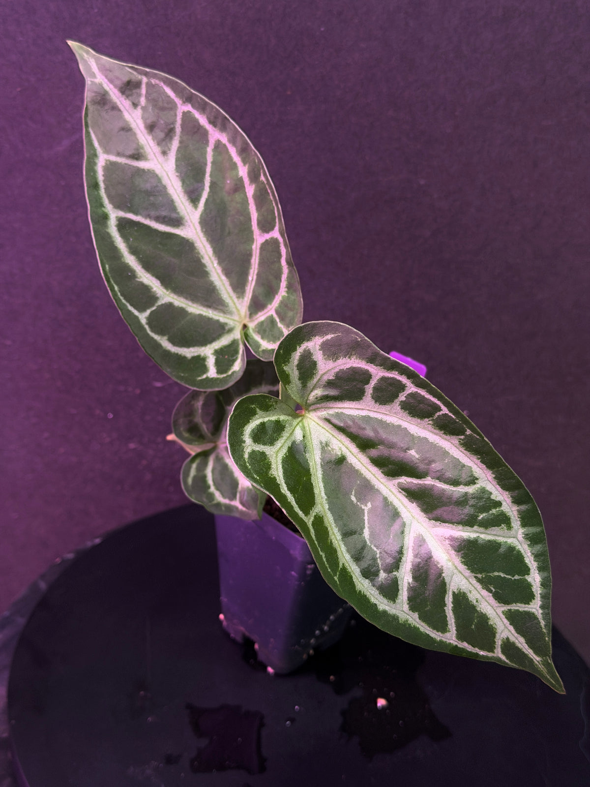 Anthurium FTG Crystal (S1) x SKG Silver