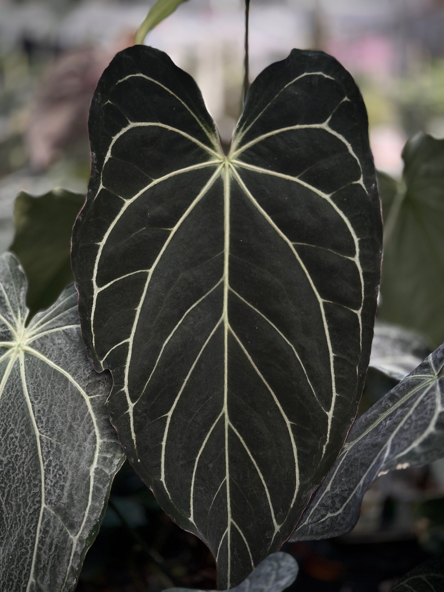 Anthurium (magnificum x carlablackiae) x (Enid’s Bench x besseae af)