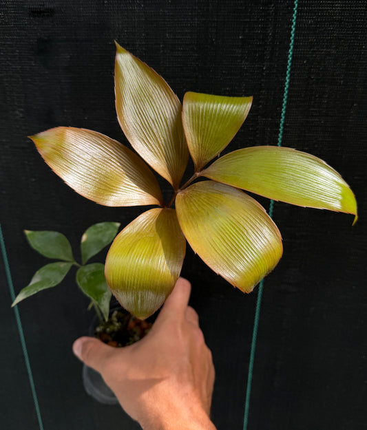 Zamia purpurea